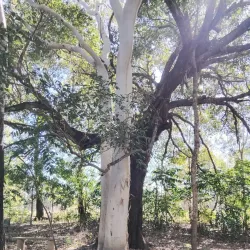 Ayr Heritage Walk - Ayr