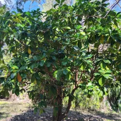 Ayr Heritage Walk - Ayr