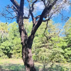 Ayr Heritage Walk - Ayr