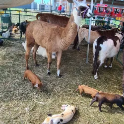 Ayr Showgrounds - Ayr