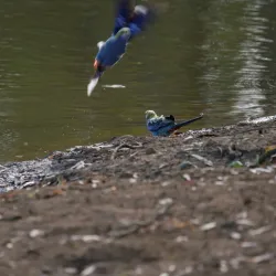 Burdekin River - Ayr