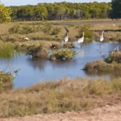 Burdekin River - Ayr