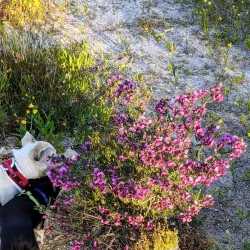 Koondoola Regional Bushland - Balga