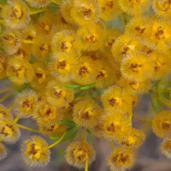Koondoola Regional Bushland - Balga