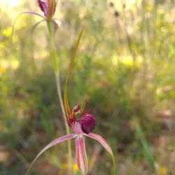 Koondoola Regional Bushland - Balga