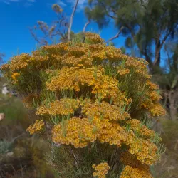 Koondoola Regional Bushland - Balga