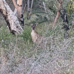 Koondoola Regional Bushland - Balga