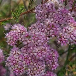 Koondoola Regional Bushland - Balga