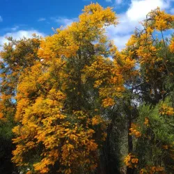Koondoola Regional Bushland - Balga