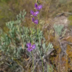 Koondoola Regional Bushland - Balga