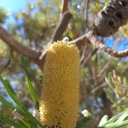 Koondoola Regional Bushland - Balga