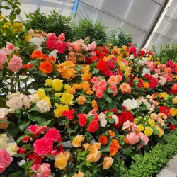 Ballarat Botanical Gardens Conservatory - Ballarat