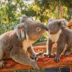 Ballarat Wildlife Park - Ballarat