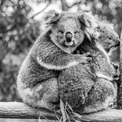 Ballarat Wildlife Park - Ballarat