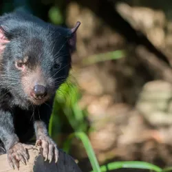 Ballarat Wildlife Park - Ballarat