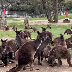 Ballarat Wildlife Park - Ballarat