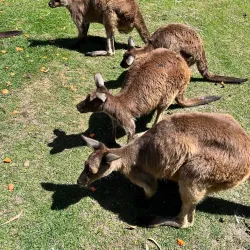 Ballarat Wildlife Park - Ballarat