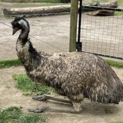 Ballarat Wildlife Park - Ballarat