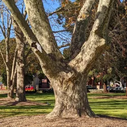 Arncliffe Park - Bardwell Park