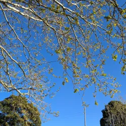 Arncliffe Park - Bardwell Park