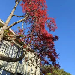 Arncliffe Park - Bardwell Park