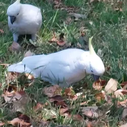 Arncliffe Park - Bardwell Park