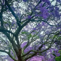 Bardwell Park Reserve - Bardwell Park