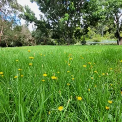 Bardwell Park Reserve - Bardwell Park