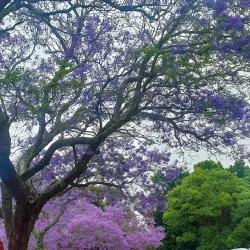 Bardwell Park Reserve - Bardwell Park