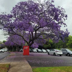 Bardwell Park Reserve - Bardwell Park