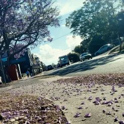 Bardwell Park Reserve - Bardwell Park