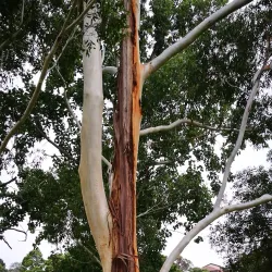 Bardwell Valley Golf Course - Bardwell Park