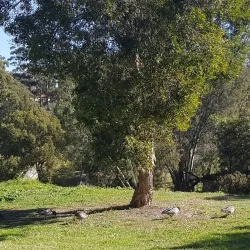 Bardwell Valley Golf Course - Bardwell Park