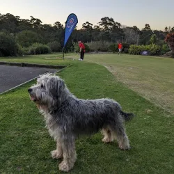 Bardwell Valley Golf Course - Bardwell Park
