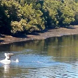 Cooks River - Bardwell Park