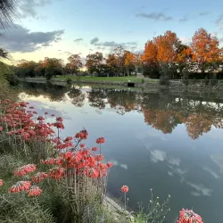 Cooks River - Bardwell Park