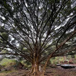 Wolli Creek Regional Park - Bardwell Park
