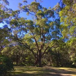 Wolli Creek Regional Park - Bardwell Park