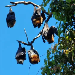 Wolli Creek Regional Park - Bardwell Park