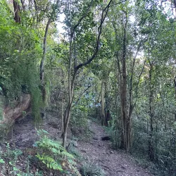 Wolli Creek Regional Park - Bardwell Park