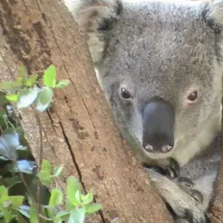 Birdland Animal Park - Batemans Bay