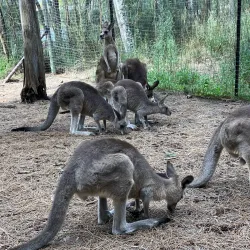 Birdland Animal Park - Batemans Bay