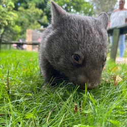 Birdland Animal Park - Batemans Bay