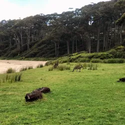 Depot Beach - Batemans Bay