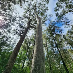 Eurobodalla Regional Botanic Gardens - Batemans Bay