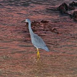 Surf Beach - Batemans Bay