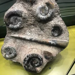 Australian Fossil and Mineral Museum - Bathurst
