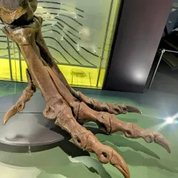 Australian Fossil and Mineral Museum - Bathurst