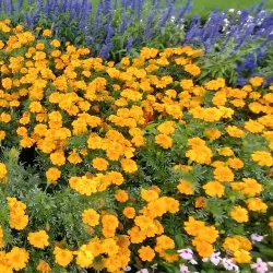 King's Parade Park - Bathurst