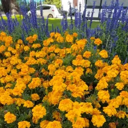 King's Parade Park - Bathurst